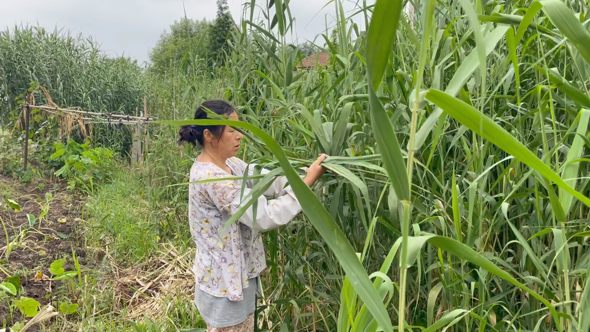 正宗江苏苏南农村的夏日生活哔哩哔哩bilibili