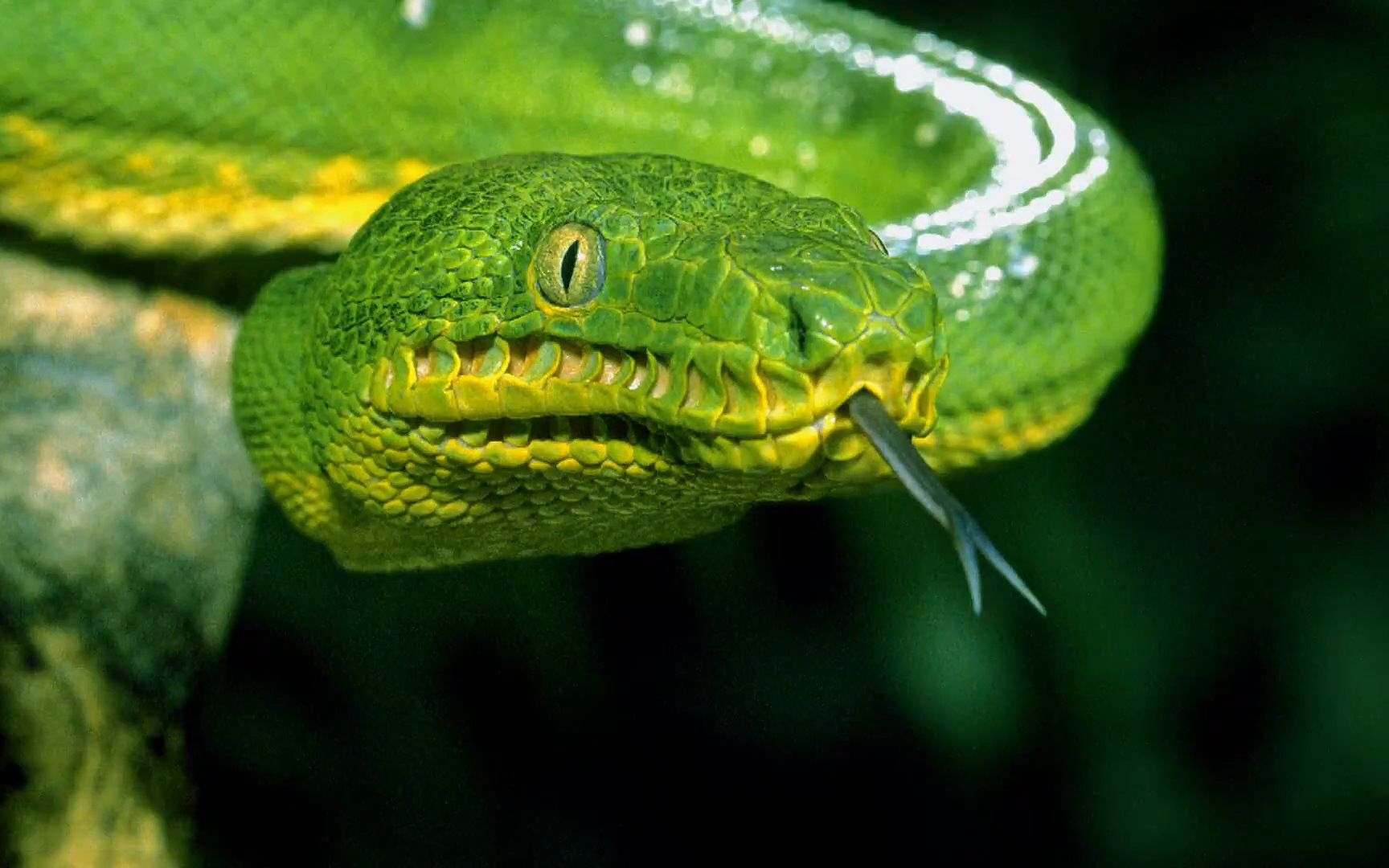 亚马逊流域最耀眼的蛇现真容!努力拍摄让翡翠树蚺一头雾水!