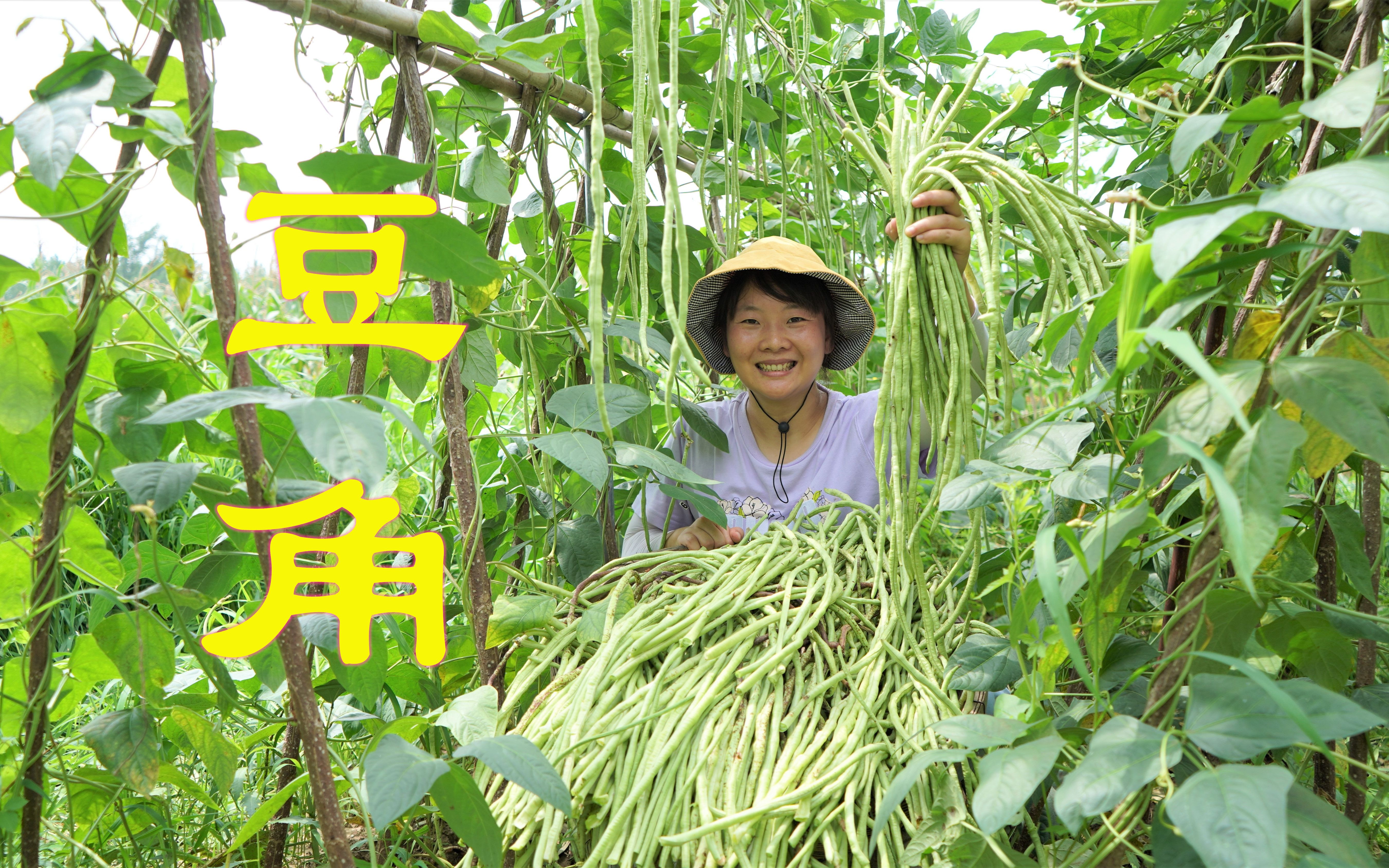 农村豆角大丰收,教你两种方法保存起来,吃两年都不坏_哔哩哔哩_bili