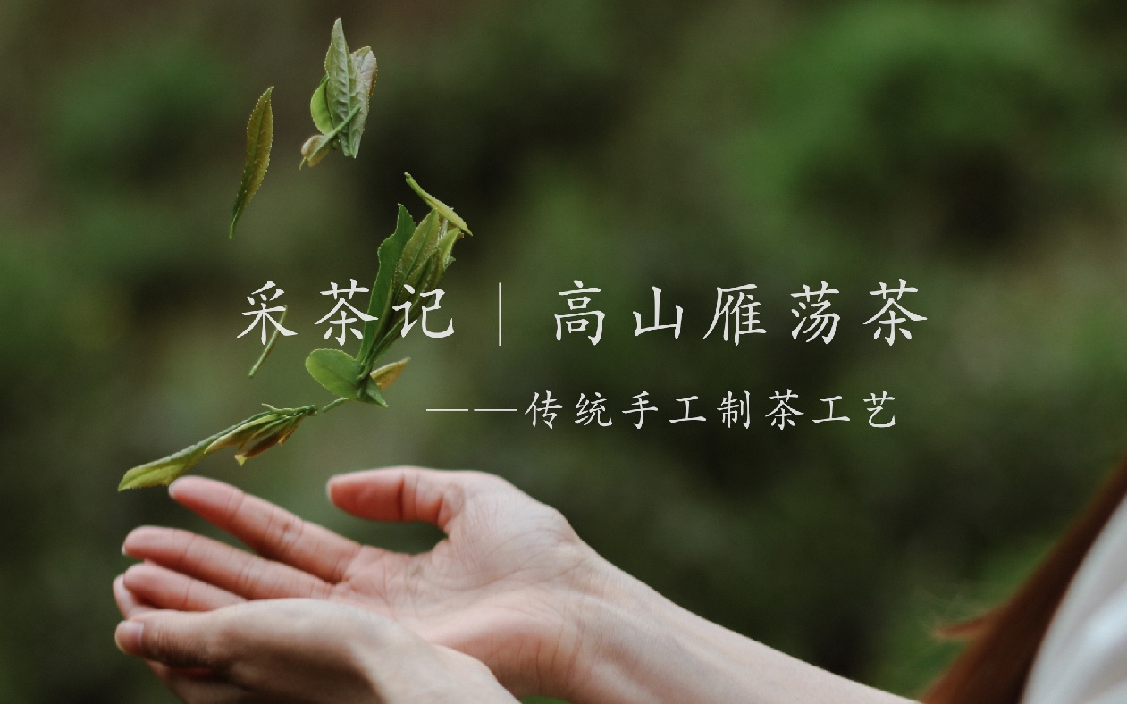 【采茶记|高山雁荡茶】传统手工制茶哔哩哔哩bilibili