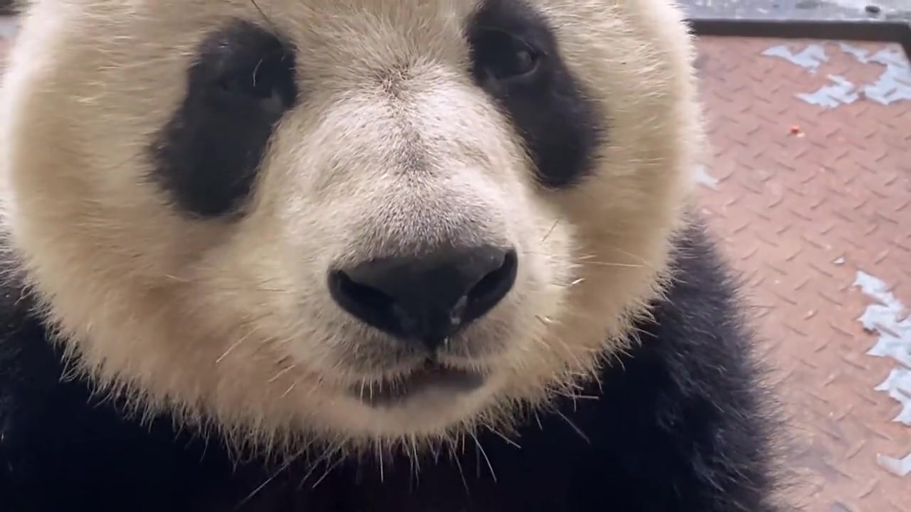 眼睛溜圆吃饭倍儿香,它是人类的好朋友大熊猫!