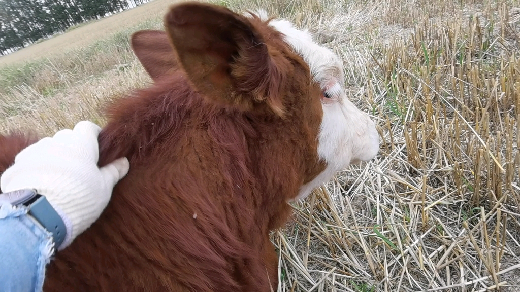 可爱的小牛_哔哩哔哩_bilibili