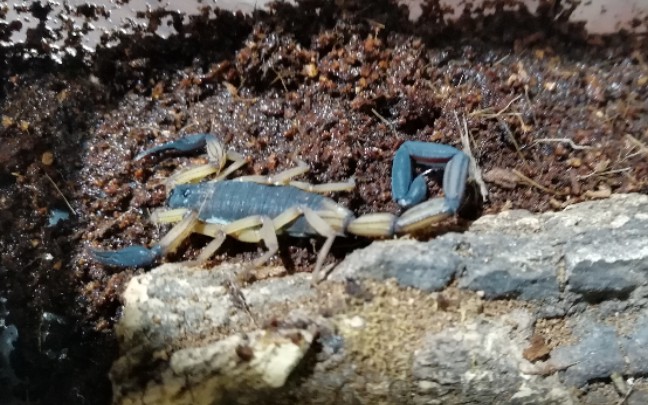 哥斯达黎加双色木蝎图片