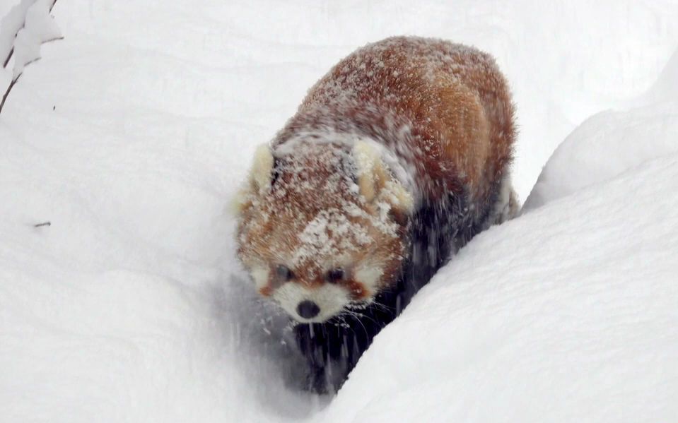 糖霜小熊猫【cattail sapporo】