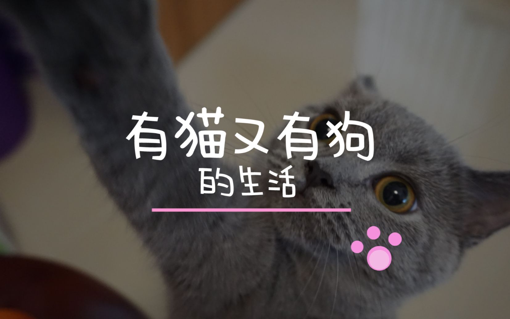 沉迷猫狗生活无法自拔