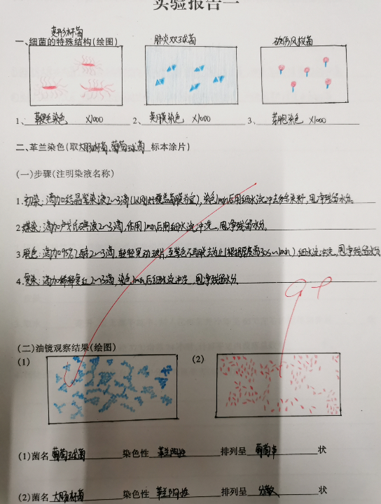 医学微生物实验报告部分哔哩哔哩bilibili