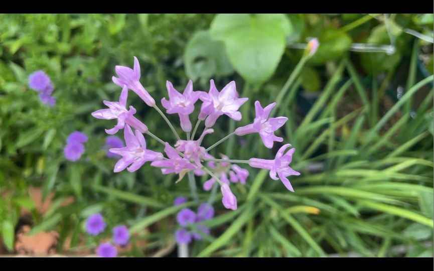 耐寒耐热耐旱耐涝紫娇花 就是韭菜