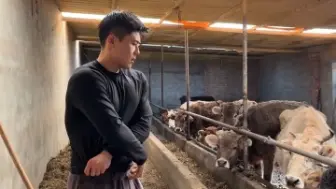 你说的是哪里大？奶牛很大吗？