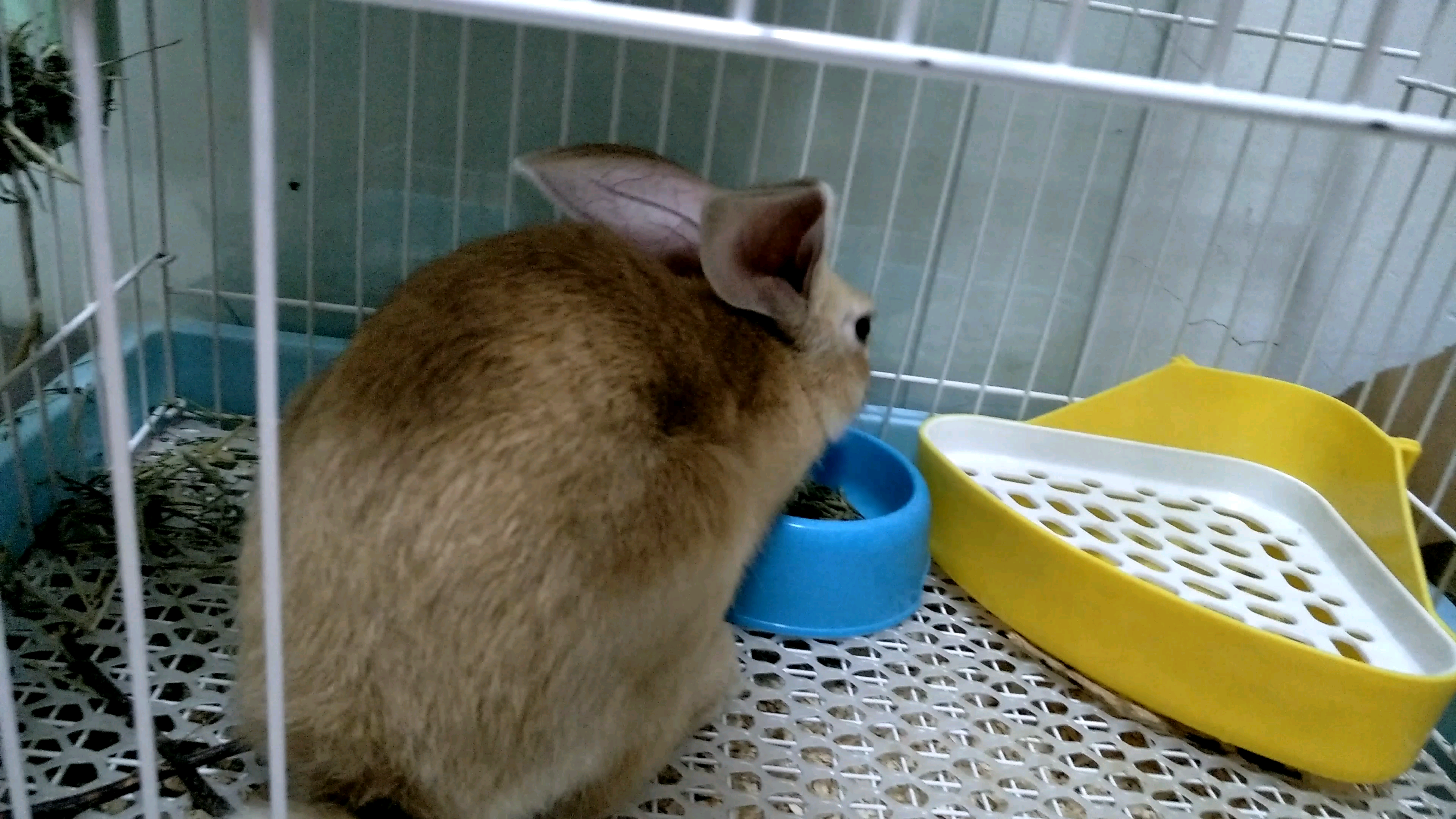 【弱小可爱但能吃的兔几】是没错了,一个月长成这么大不吃谁信