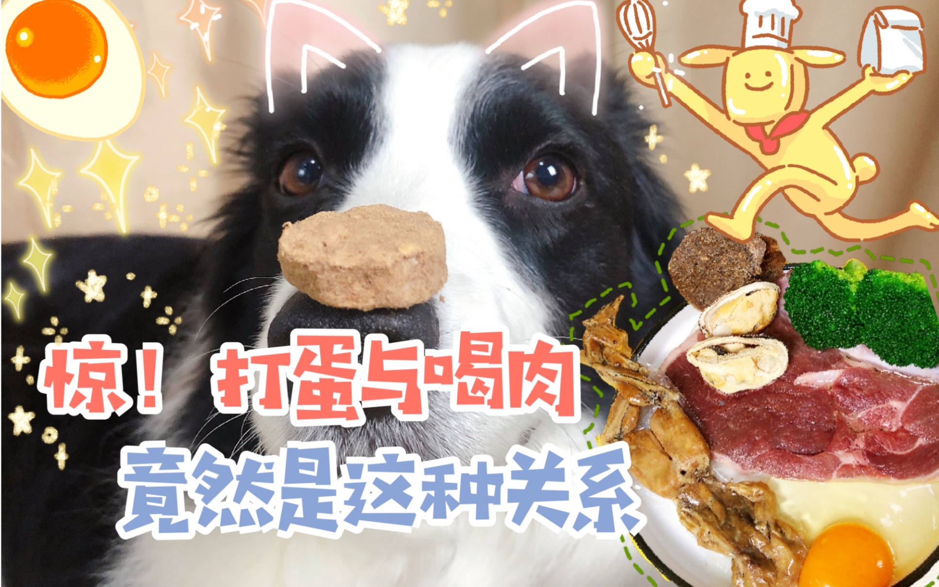 边牧soga打蛋打蛋和喝肉到底是什么关系