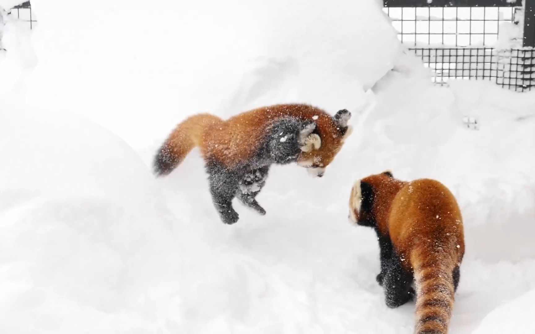 [图]小熊猫：下雪啦！下雪啦！