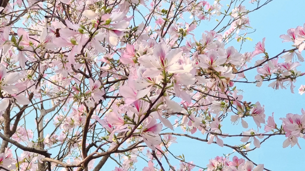 趁春日暖阳 游紫荆花海|广州海珠湿地公园哔哩哔哩bilibili