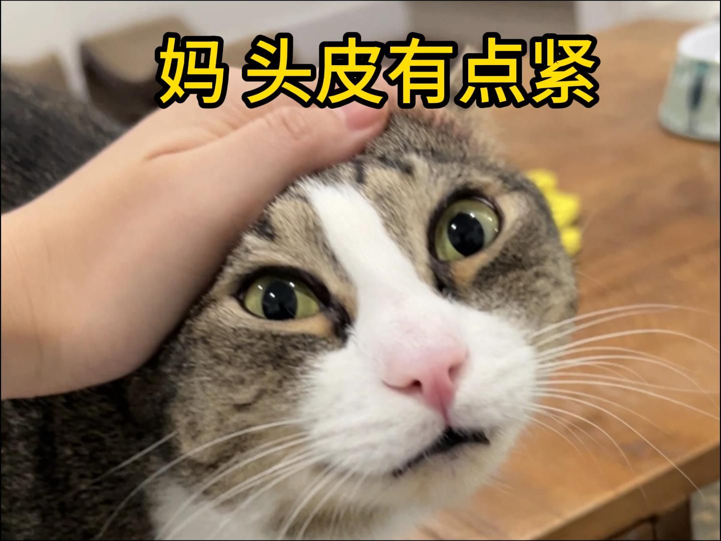 叫你个臭猫猫不听话!傻眼了吧!哔哩哔哩bilibili