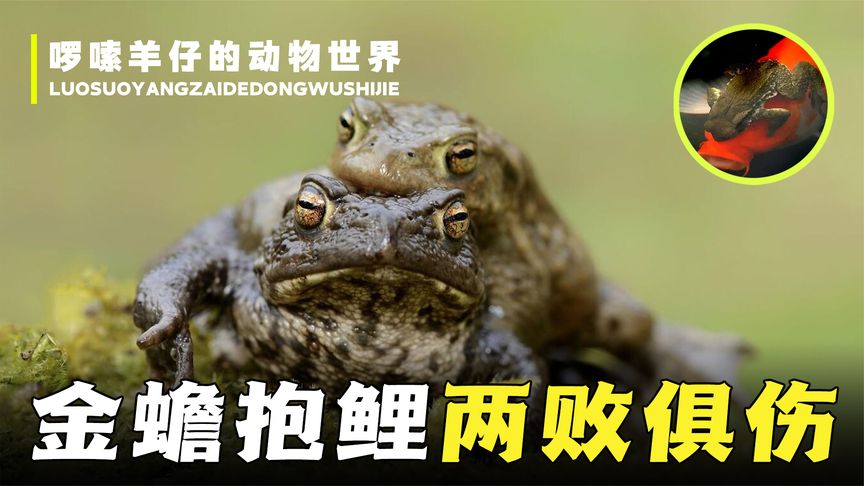 癞蛤蟆为何会抱住鲤鱼眼睛,这会导致鱼死亡?金蟾抱鲤是吉兆?