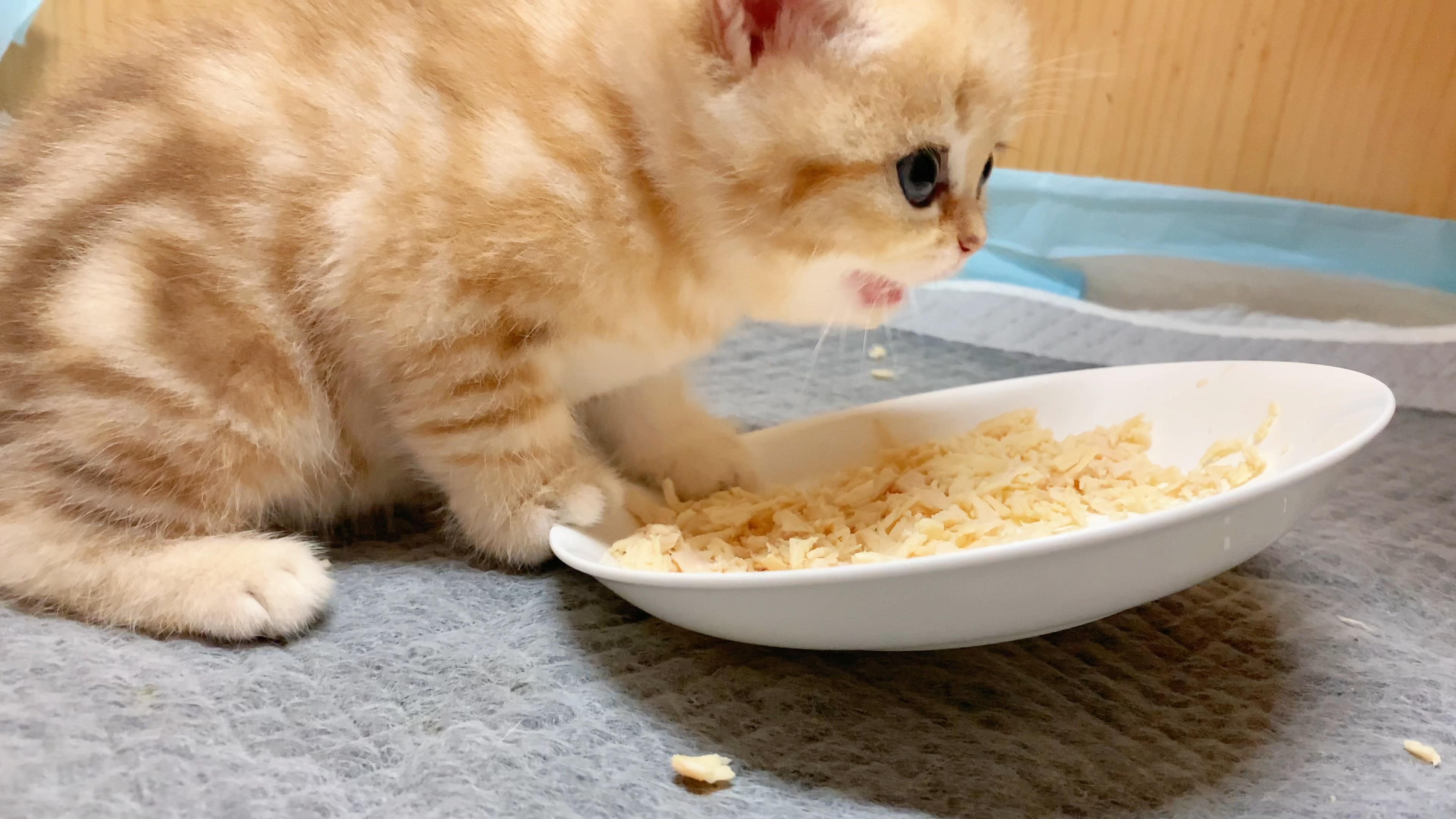 活动  小奶猫沉浸式干饭,动作要快,姿势要帅!