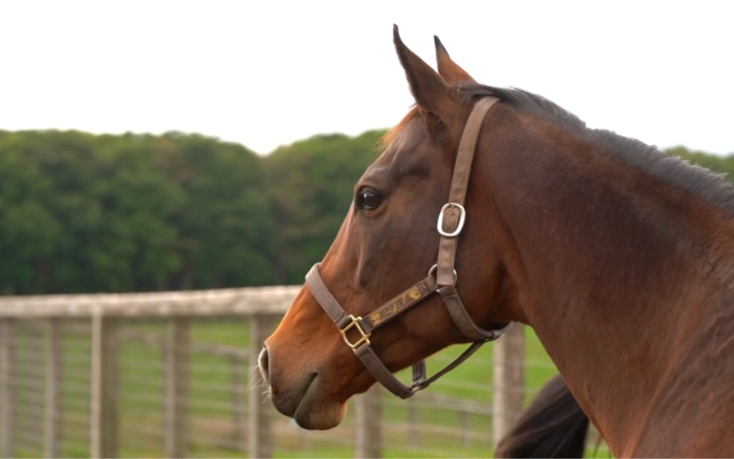 【北方牧场官方】【祝!入选殿堂马】与杏目,贵妇人等名牝见面