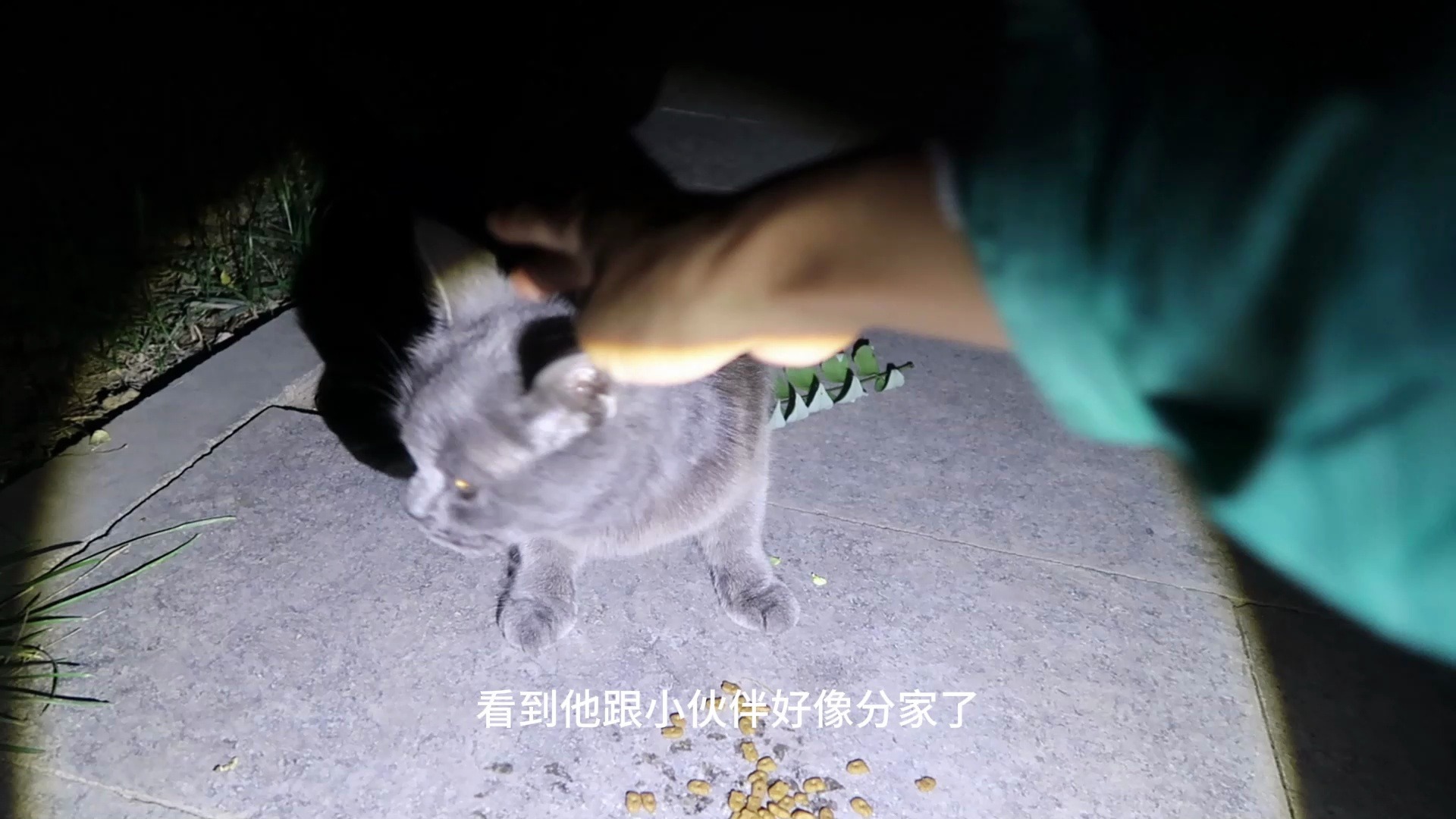 【连载】流浪小蓝猫的故事(5):应该之前被人抓到收养过哔哩哔哩bilibili