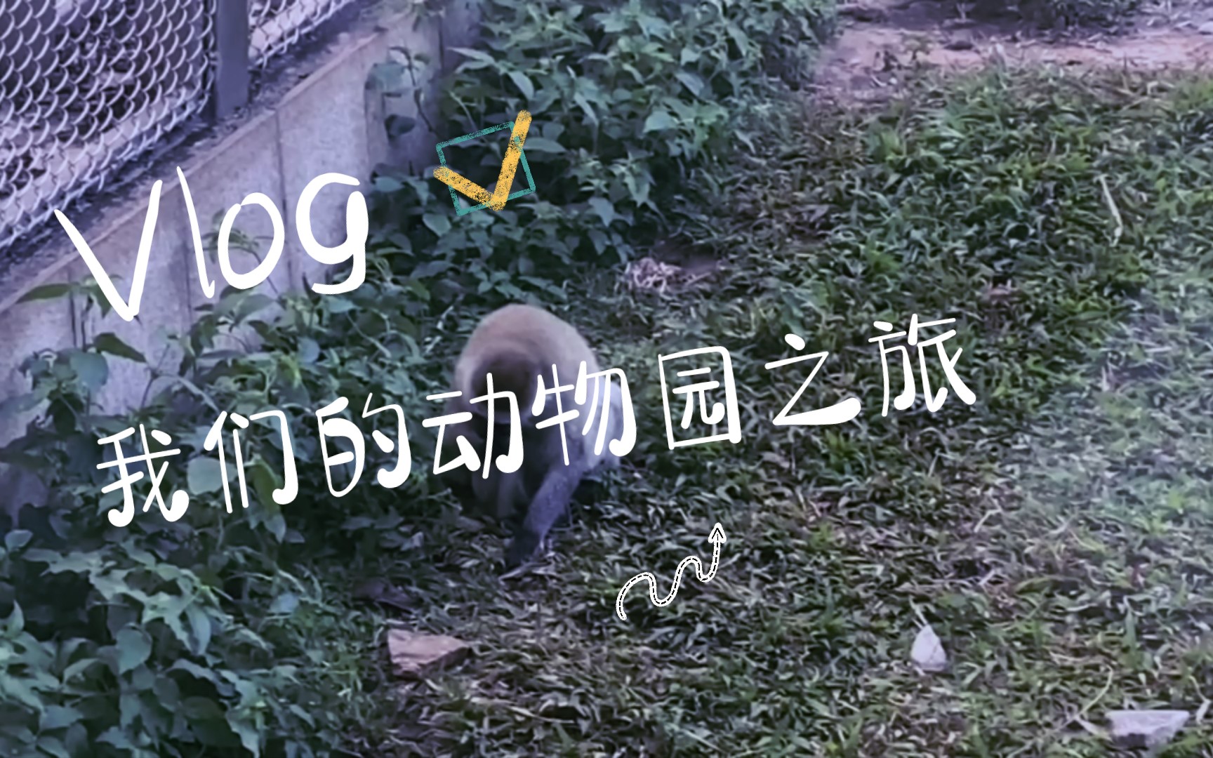 [图]【VLOG】一起去动物园吧