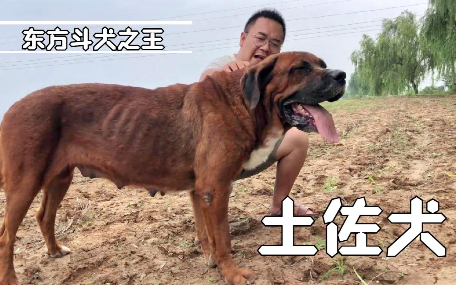 太过凶猛,曾一度几乎绝种的土佐犬,享有“东方斗犬之王”的称号哔哩哔哩bilibili