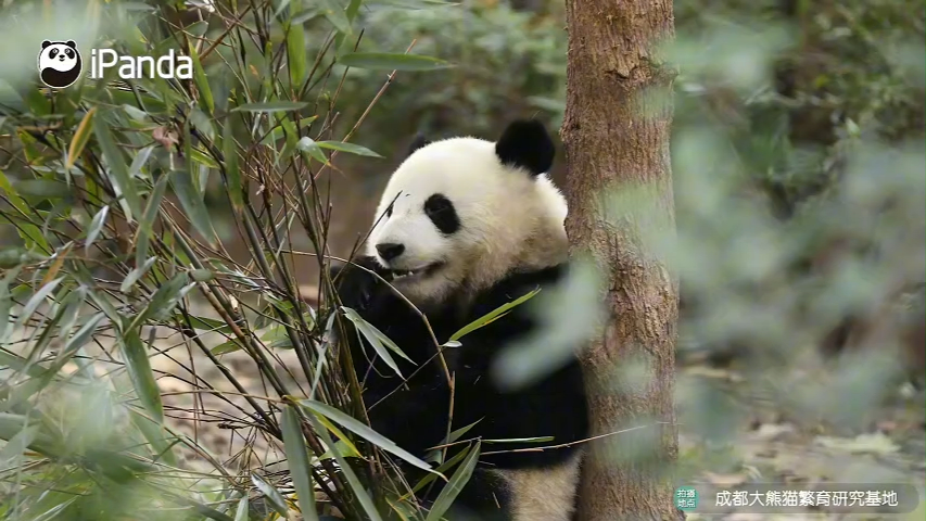 熊熊猫吃竹竹