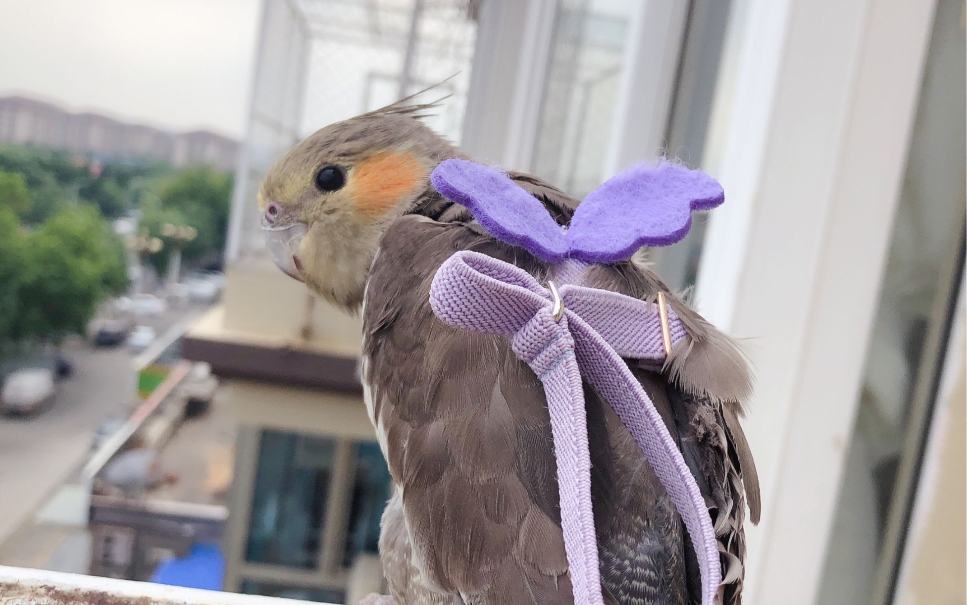 【玄凤鹦鹉】灰咕咕展示超近距离吃粮!原声