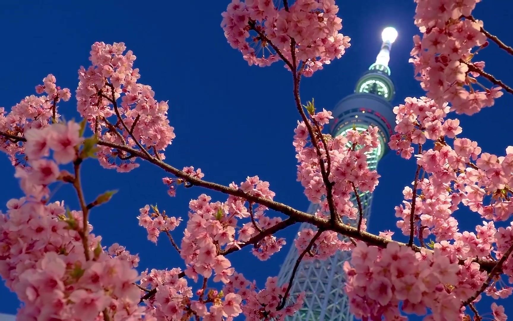 东京街景 —— 樱花季节来临