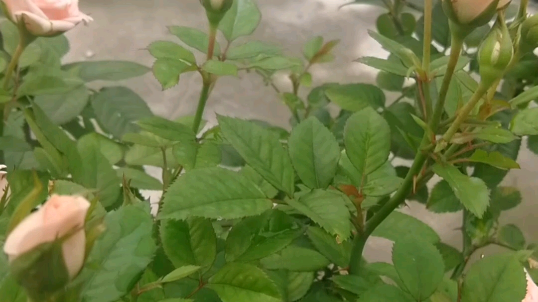 [图]梅雨季节的月季又开花了。第三波花。