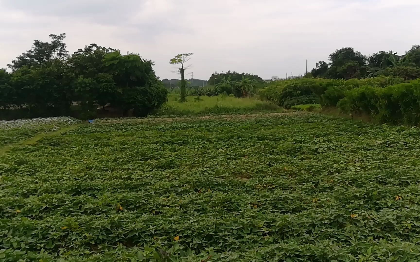 广东普宁后湖村秋天的真实景象这样的生活很安逸