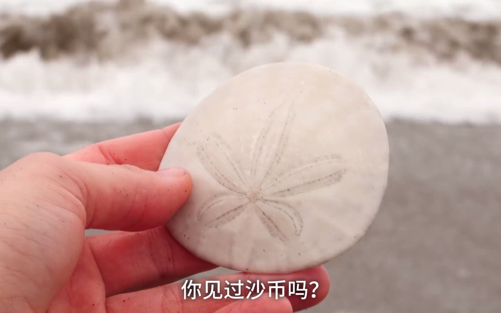 [图]你看过“沙币”这种生物吗？