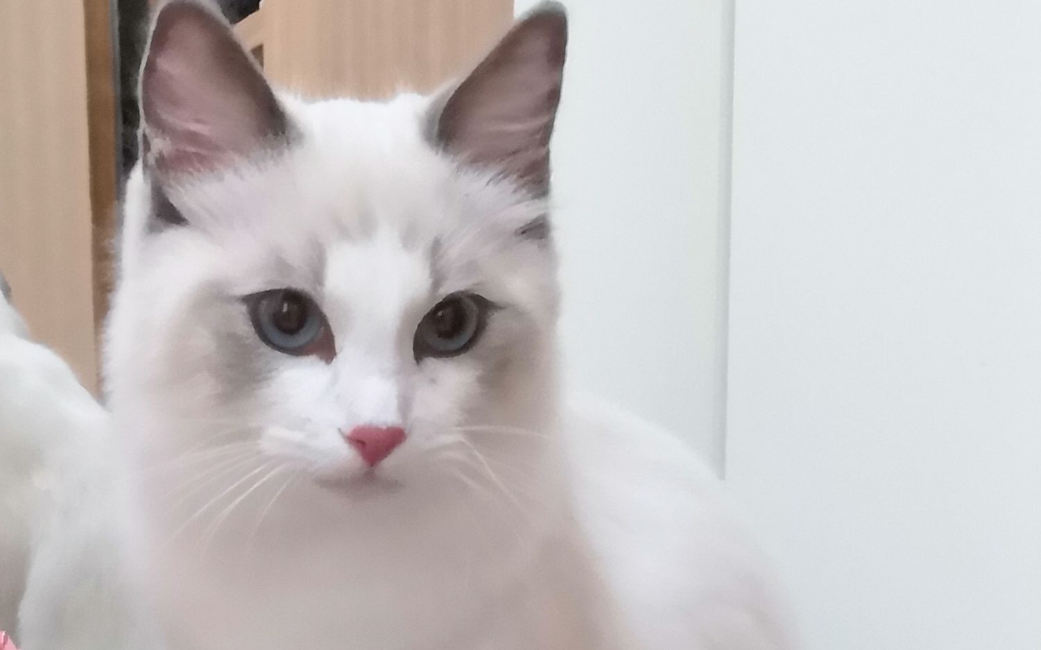 布偶猫库伯到家的第一天ragdollcatcooperarrivedhomeday1