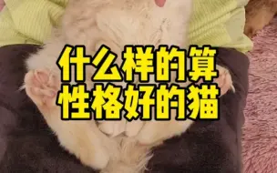 下载视频: 今天在看一个凯米尔缅因猫弟弟