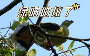 Download Video: 绿咕咕拉了，伸个懒腰接着吃