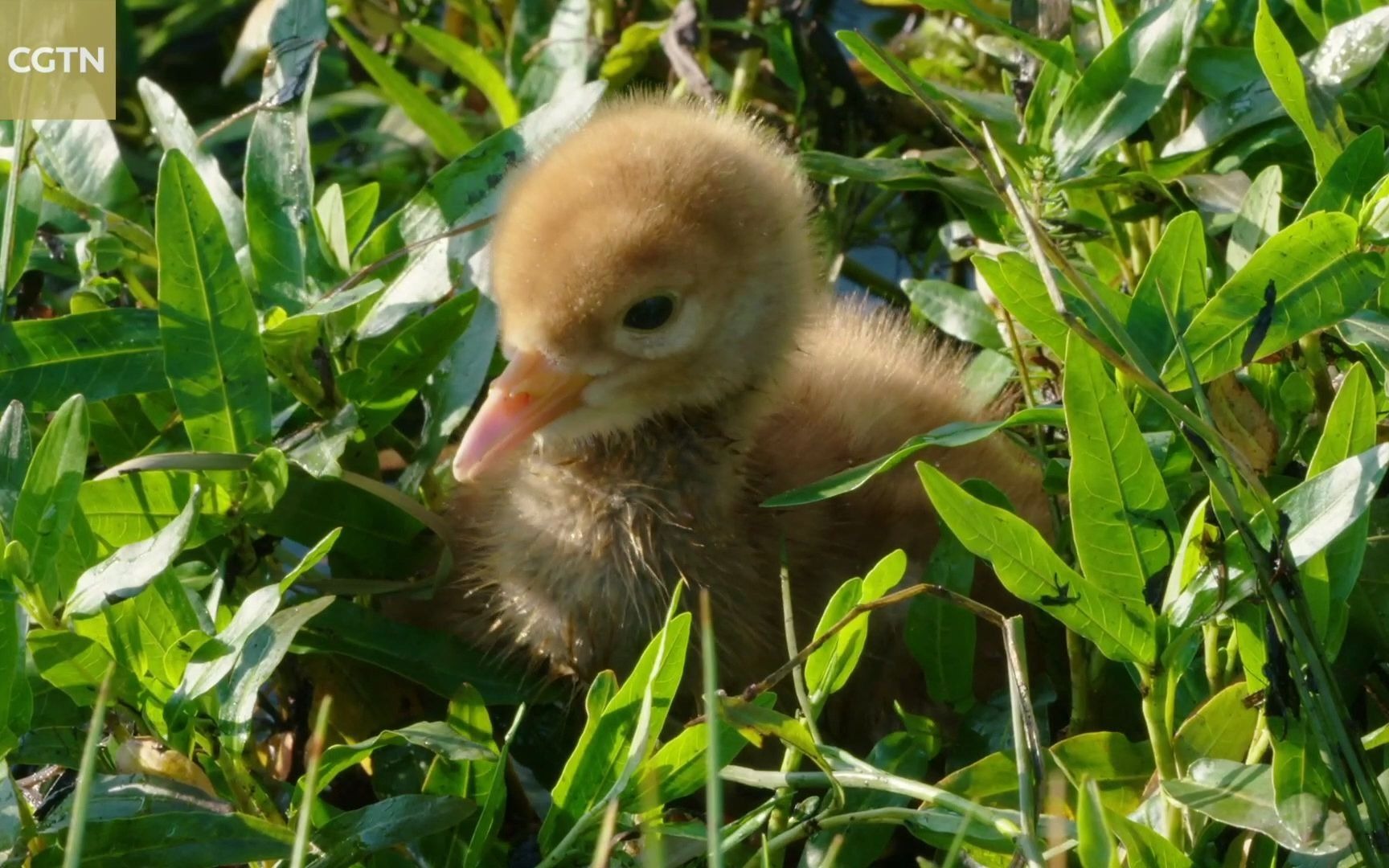 青藏高原黑颈鹤育雏,小鹤萌到心打颤