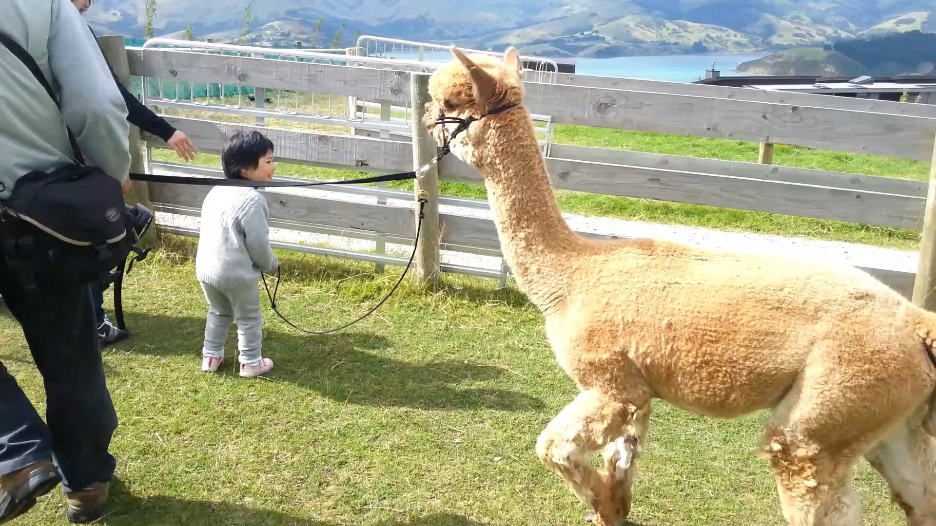 在新西兰溜羊驼