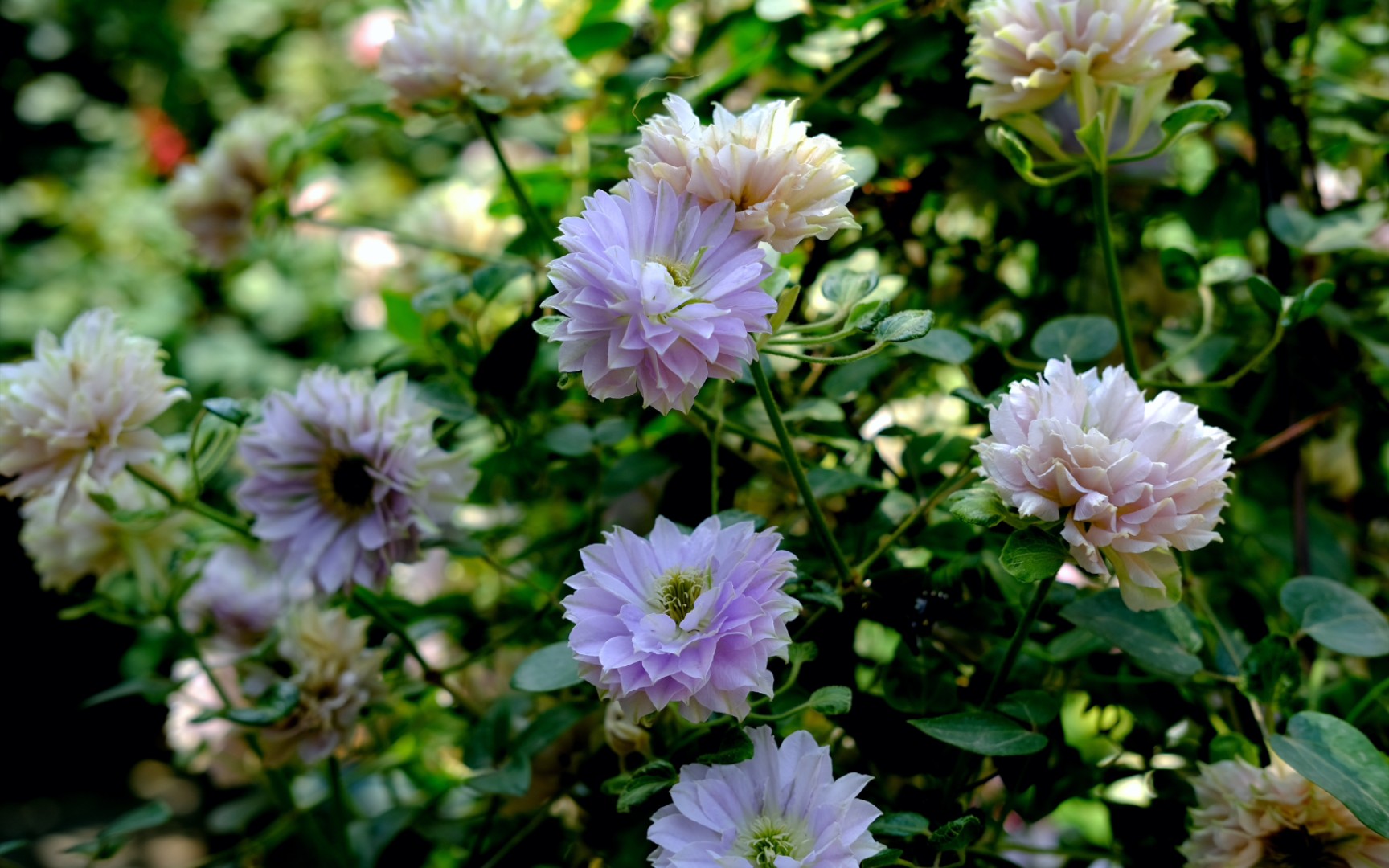 二类铁线莲 琉璃 | 【秋天嬷嬷茶】