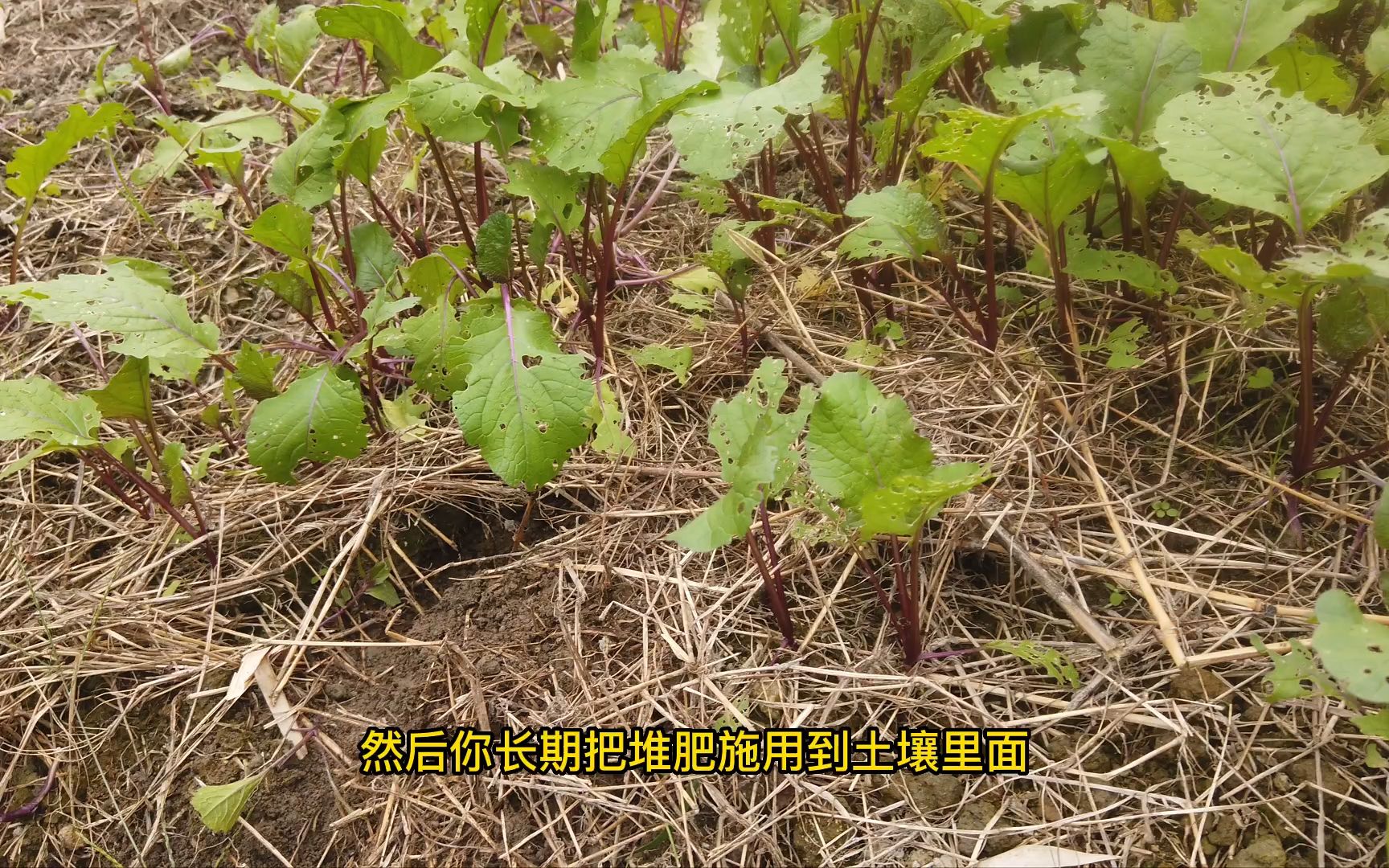 健康的土壤里面都包含哪些微生物有哪些作用哔哩哔哩bilibili