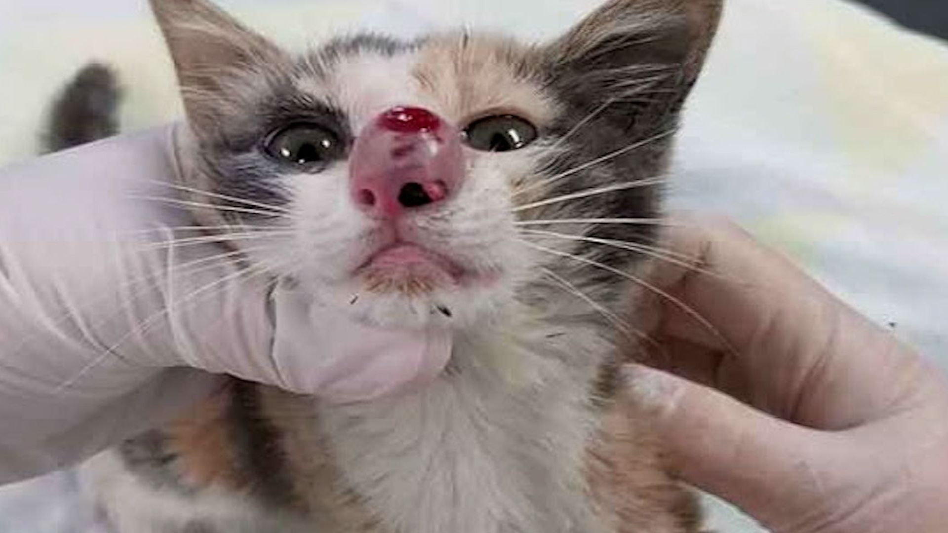 猫咪鼻子红肿不堪,兽医用力一扯,瞬间"头皮发麻"