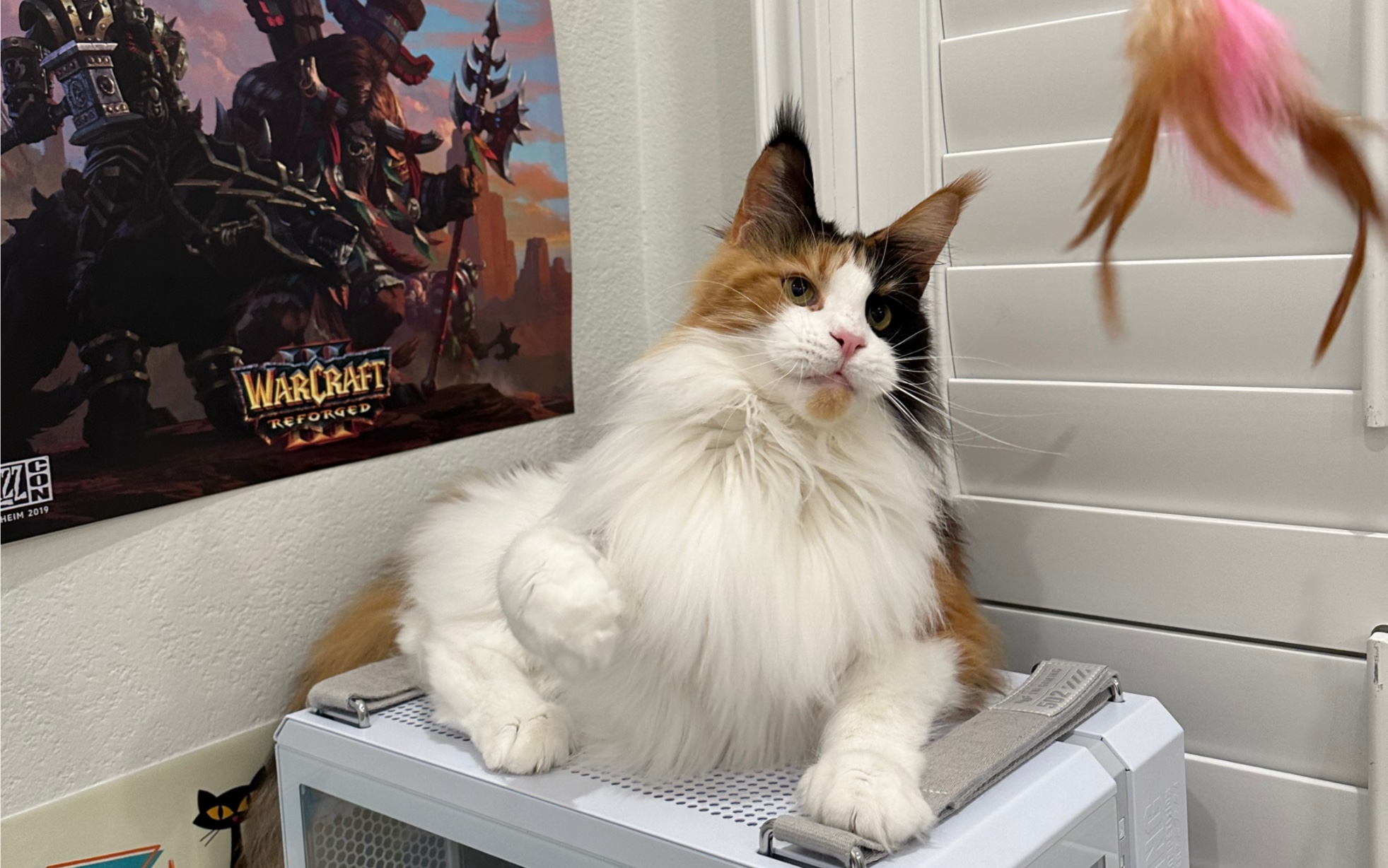 超爱玩的三花缅因妹妹妄图扛走逗猫棒