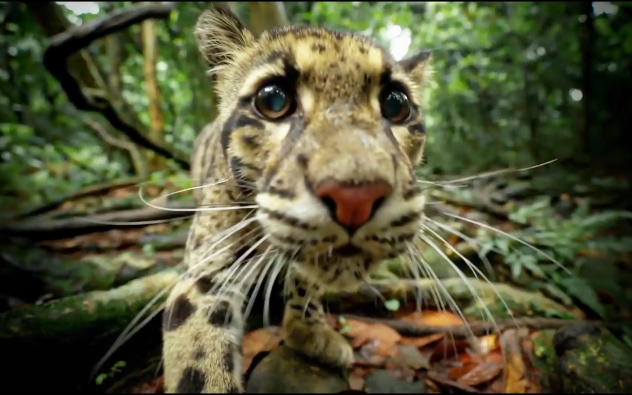 bbc纪录片《大猫》选段:加拿大猞猁