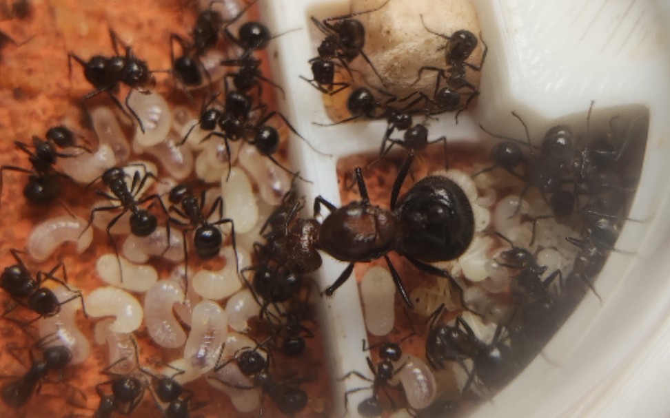 褐色脊红蚁的日常