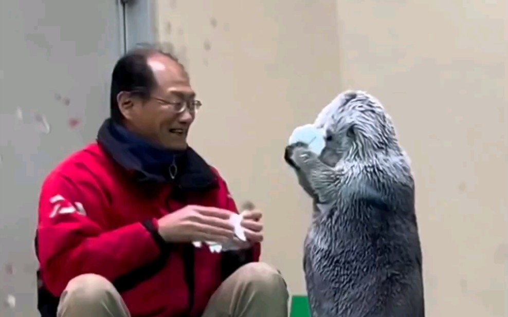会帮饲养员收拾东西,还给爷爷捶背的海獭宝宝,你喜欢吗?#海獭