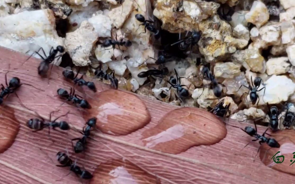 扁平虹臭蚁洞穴口搬运糖水