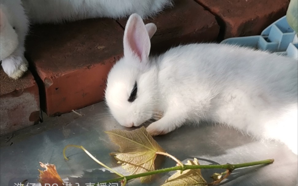 侏儒兔海棠兔满月