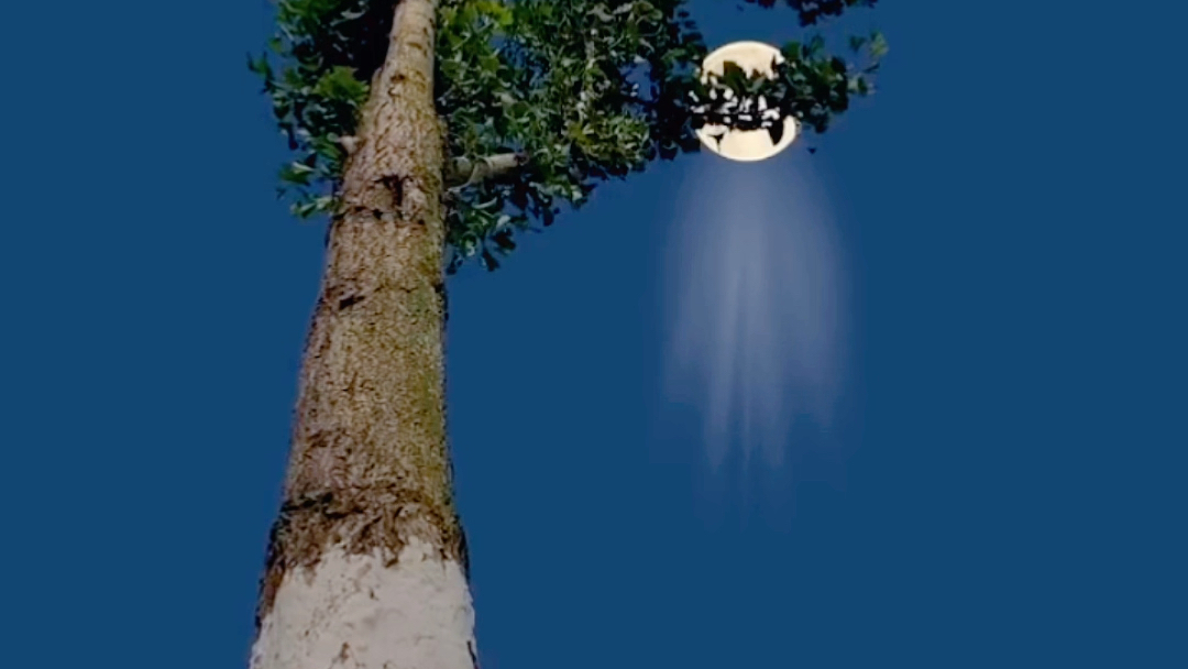 白月光 心里某个地方