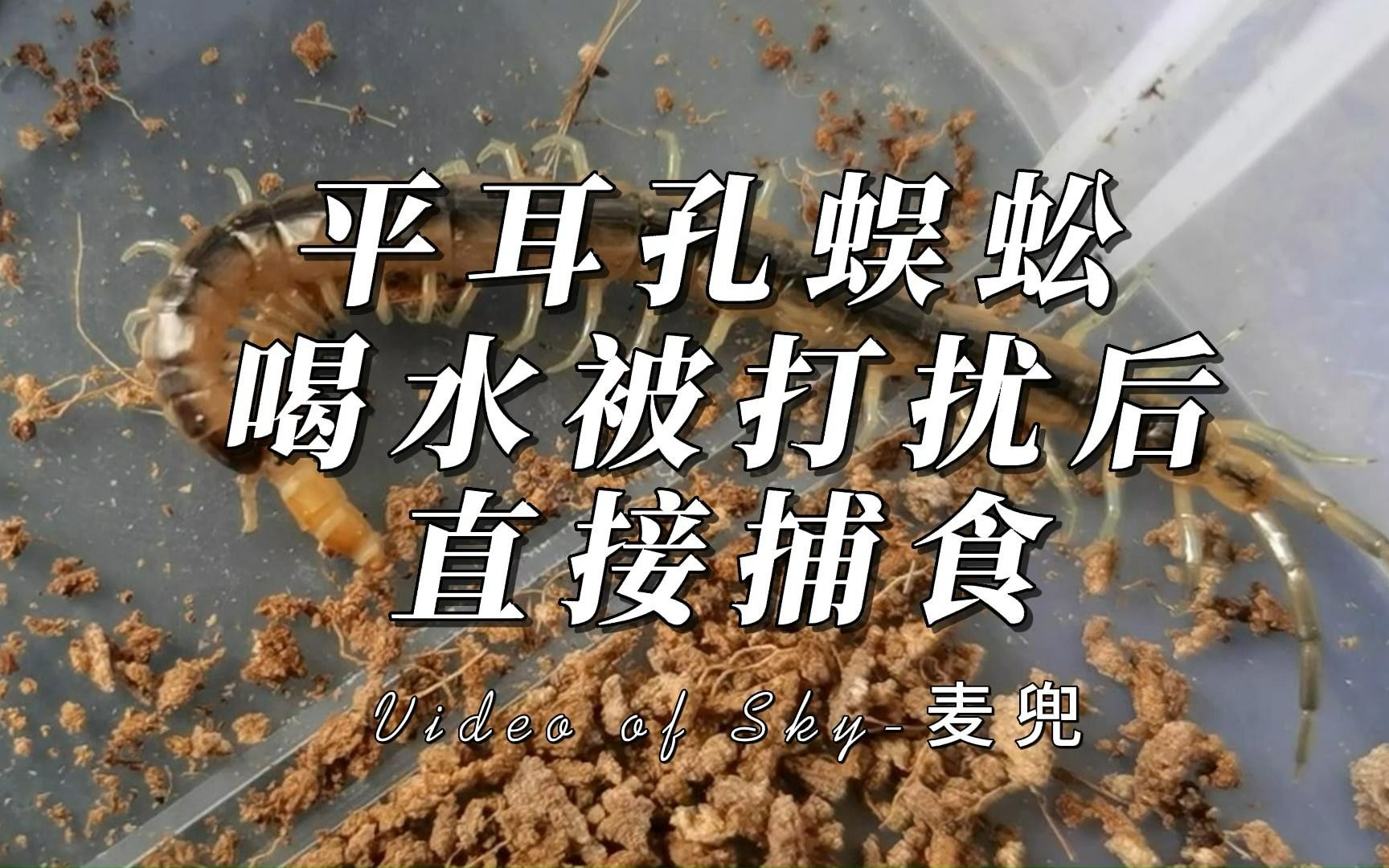 平耳孔蜈蚣喝水被打擾,很生氣