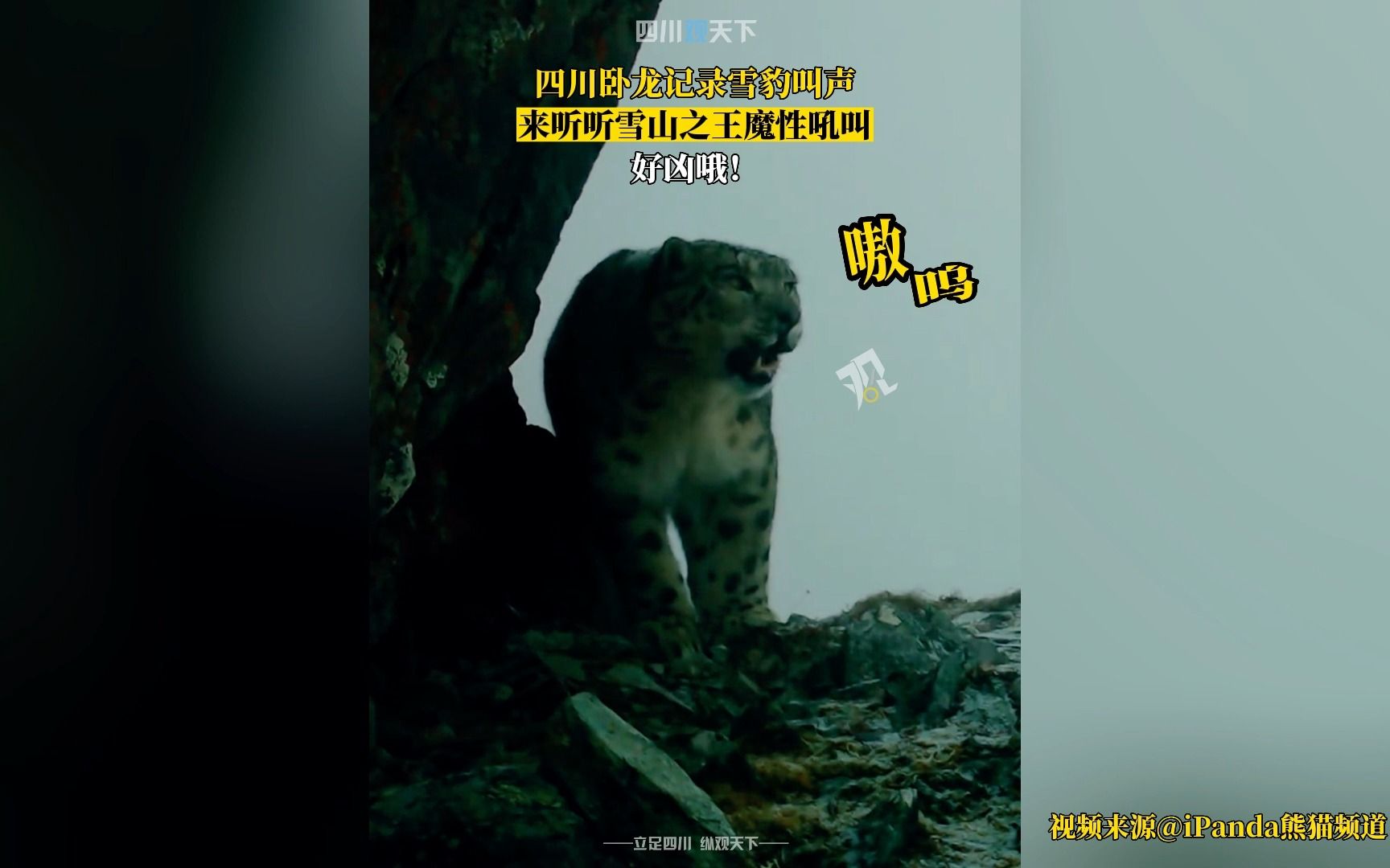 吓到了!四川卧龙记录雪豹叫声,听听雪山之王的吼叫!