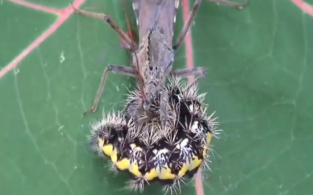 猎蝽捕食毛毛虫,最后这一幕像极了星河战队吸食人脑的画面