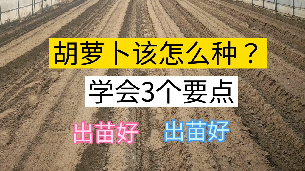 胡萝卜该怎么种?学会这3个要点,胡萝卜出苗又好又快哔哩哔哩bilibili