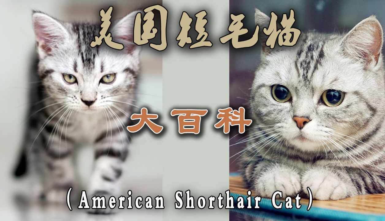 美国短毛猫大百科哔哩哔哩bilibili