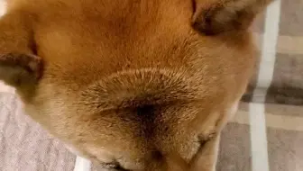 中华田园犬 长着 眉毛 的小狗狗 哔哩哔哩 Bilibili